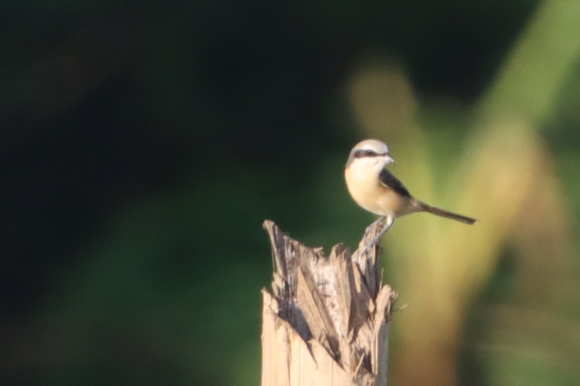 Brown Shrike (Philippine) - ML624180322