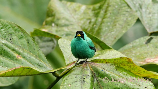 Green Honeycreeper - ML624180334