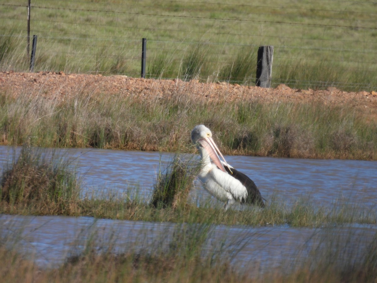 Australian Pelican - ML624180356