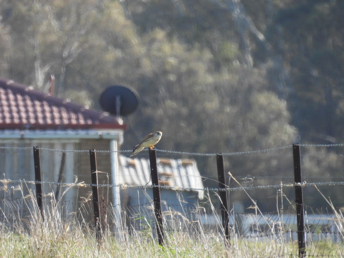 Nankeen Kestrel - ML624180358