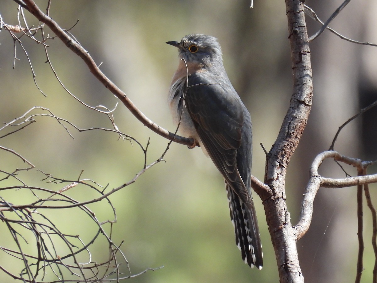 Fan-tailed Cuckoo - ML624180361