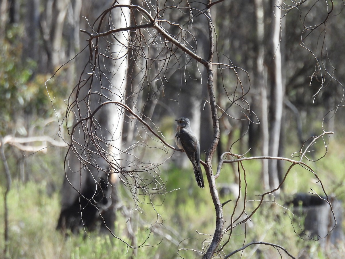 Fan-tailed Cuckoo - ML624180362