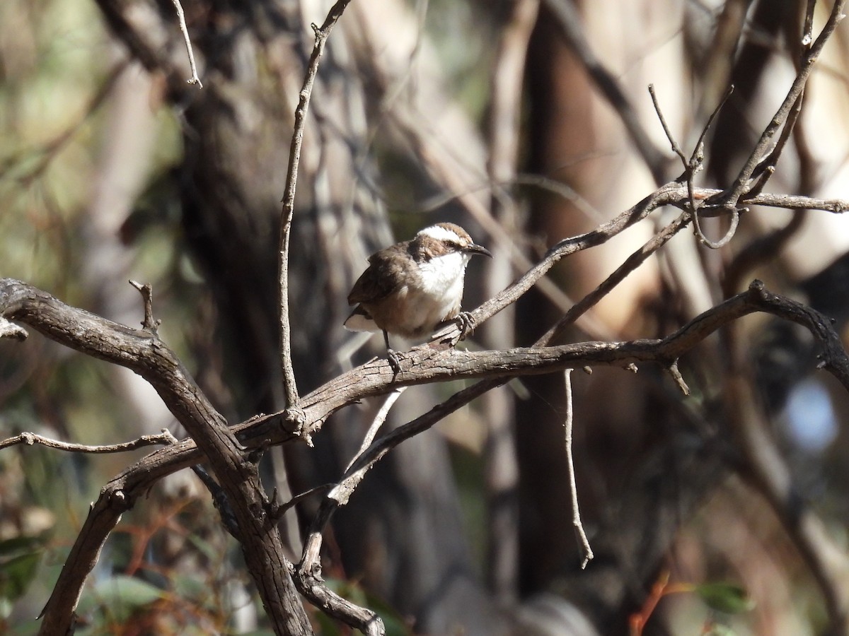 White-browed Babbler - ML624180363