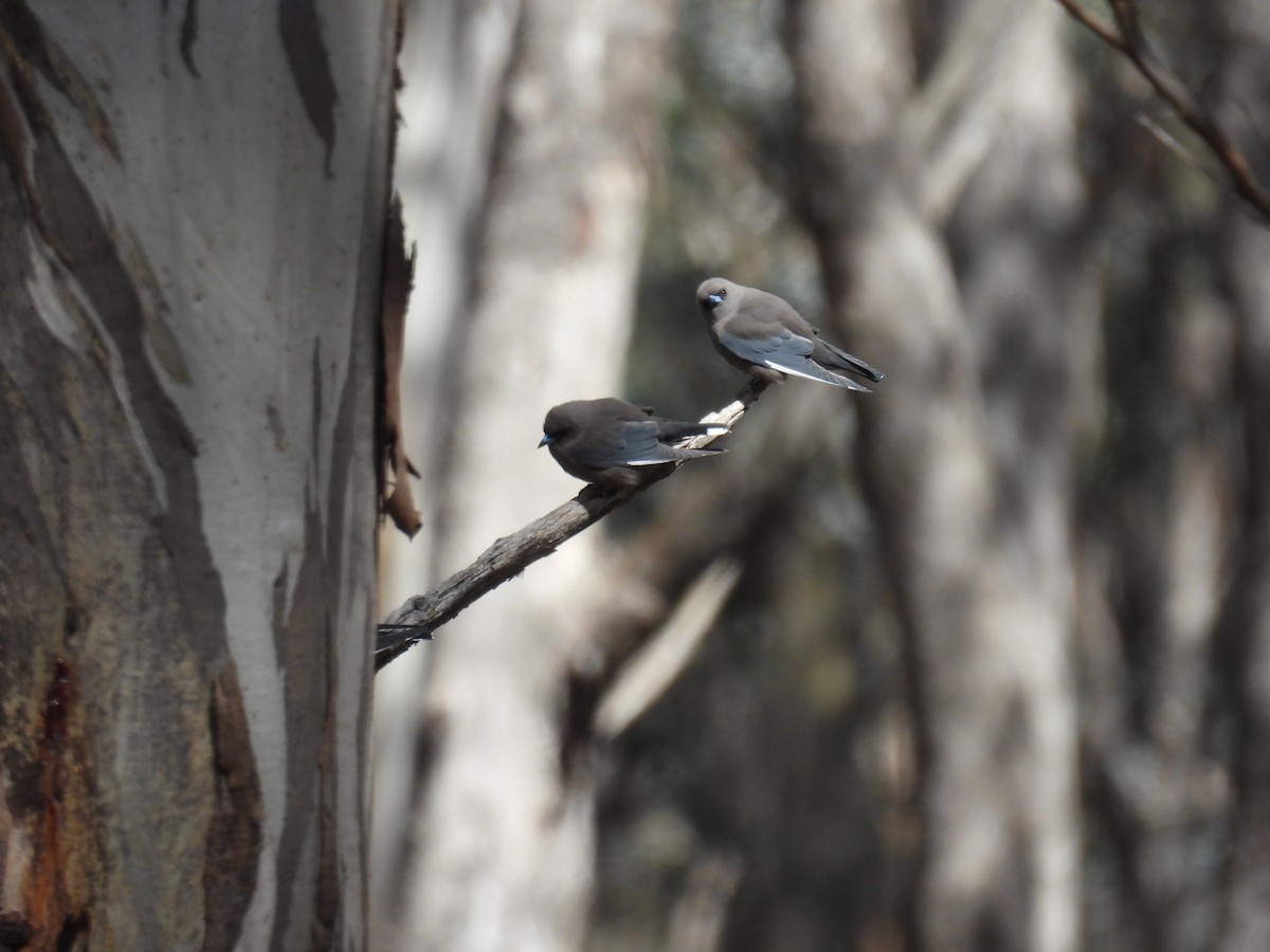 Dusky Woodswallow - ML624180373