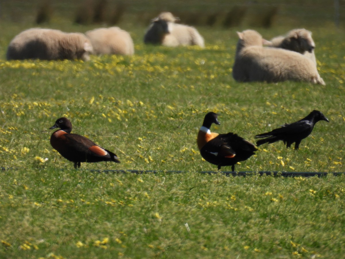 Australian Shelduck - Helen Erskine-Behr