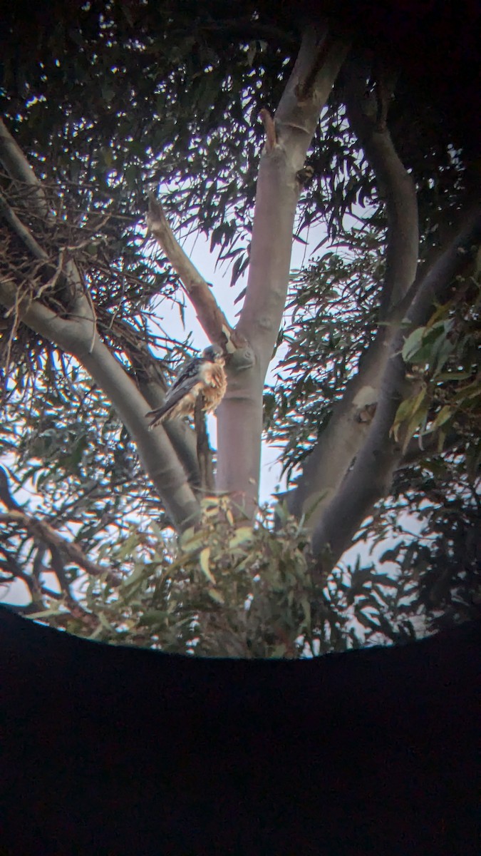 Australian Hobby - ML624180378