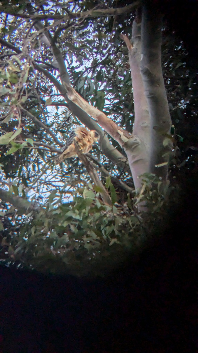 Australian Hobby - ML624180379