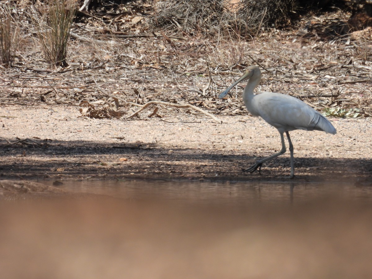 Yellow-billed Spoonbill - ML624180381