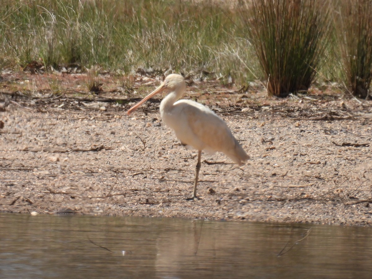 Yellow-billed Spoonbill - Helen Erskine-Behr