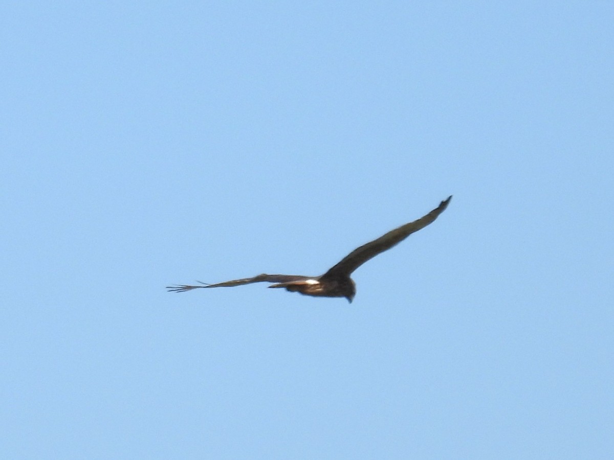 Swamp Harrier - ML624180388