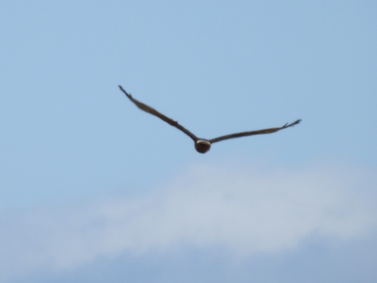 Swamp Harrier - ML624180389