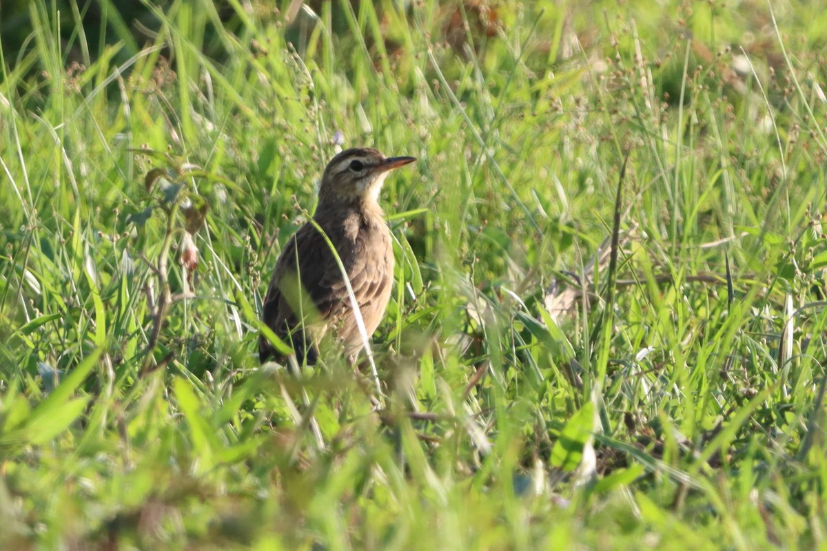 Paddyfield Pipit - ML624180404