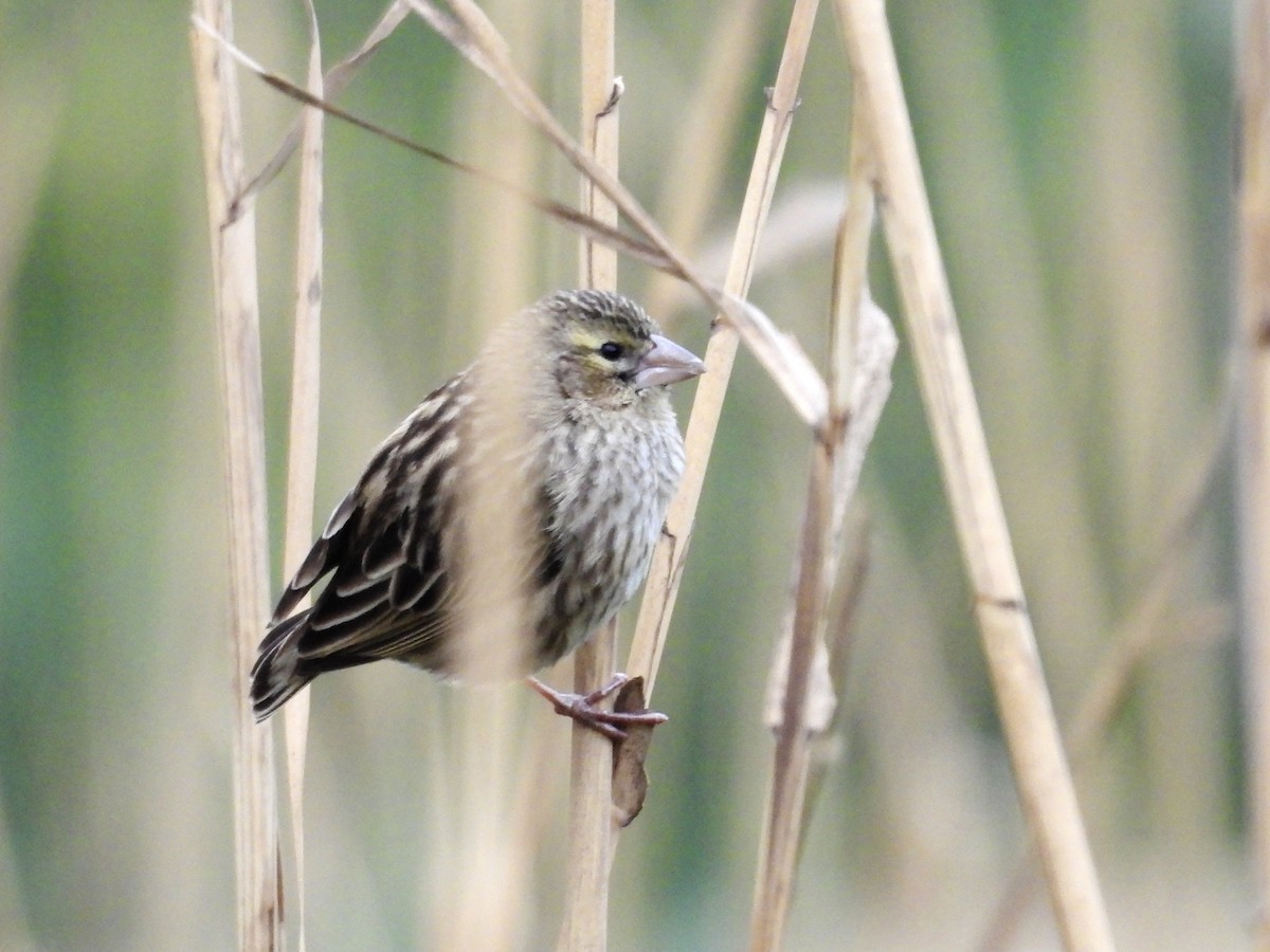 Southern Red Bishop - ML624180423