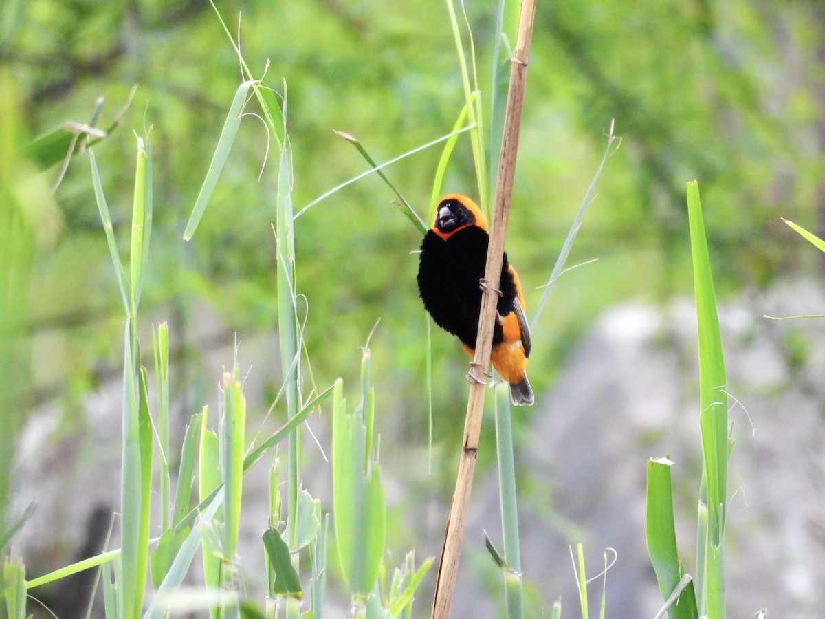 Southern Red Bishop - ML624180424