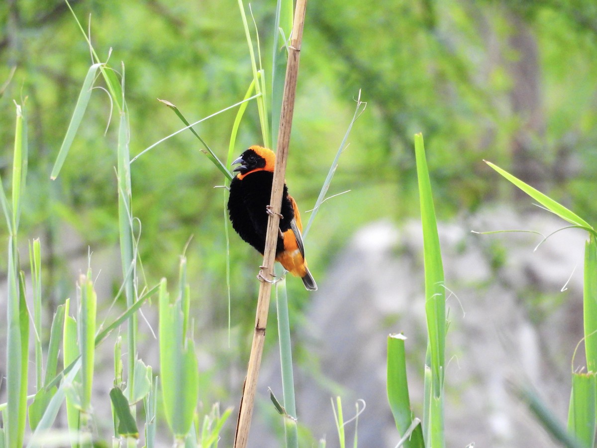 Southern Red Bishop - ML624180425