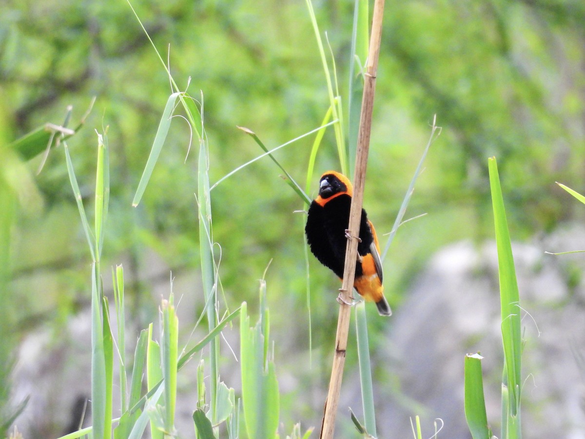 Southern Red Bishop - ML624180426