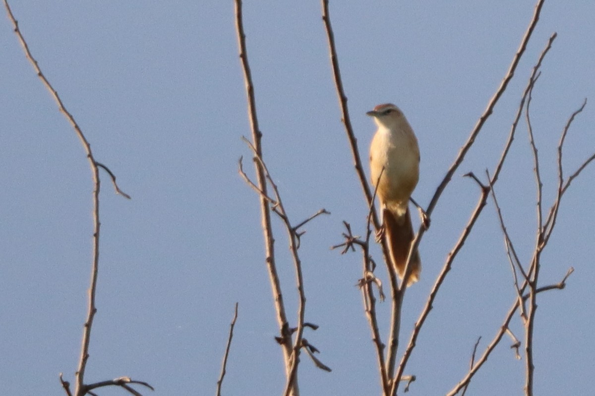 Striated Grassbird - ML624180433