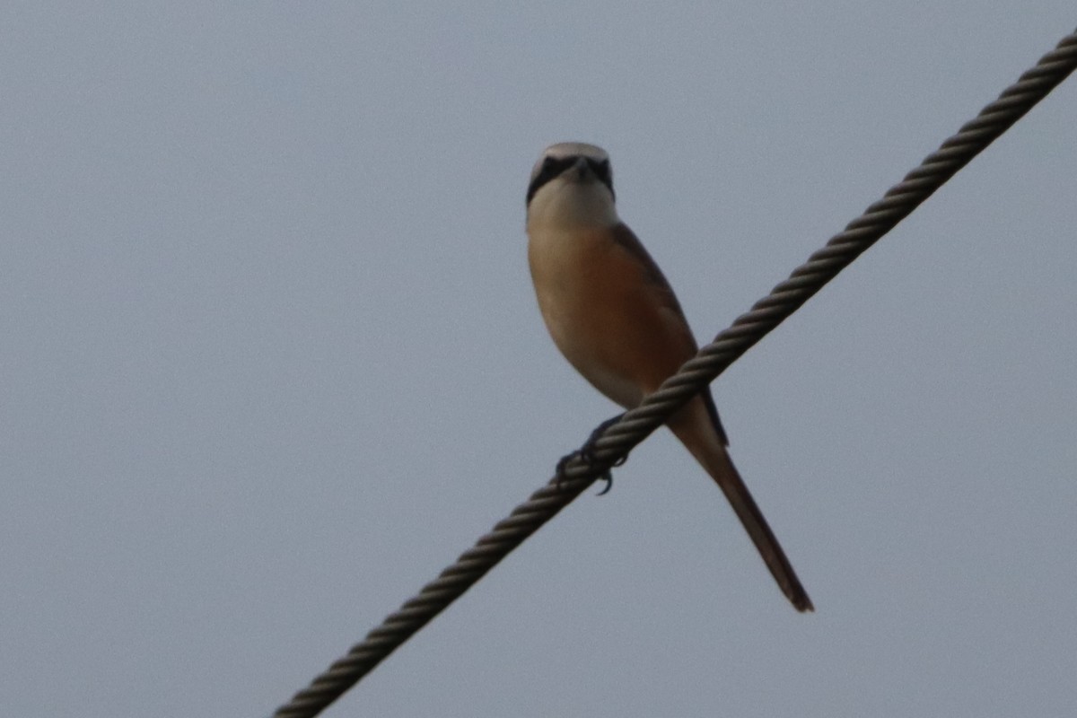 Brown Shrike (Philippine) - ML624180444