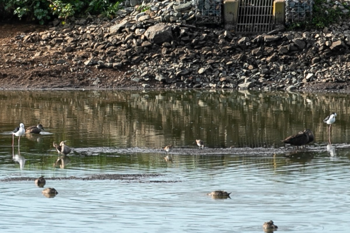 Sharp-tailed Sandpiper - ML624180457