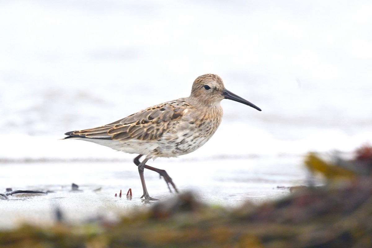 Dunlin - ML624180483