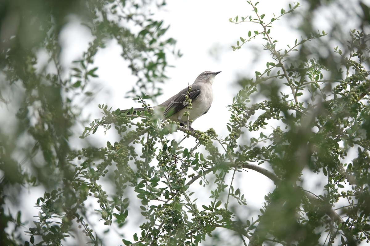 Northern Mockingbird - ML624180484