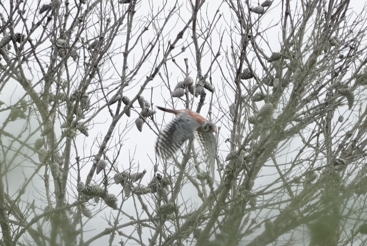 American Kestrel - ML624180498