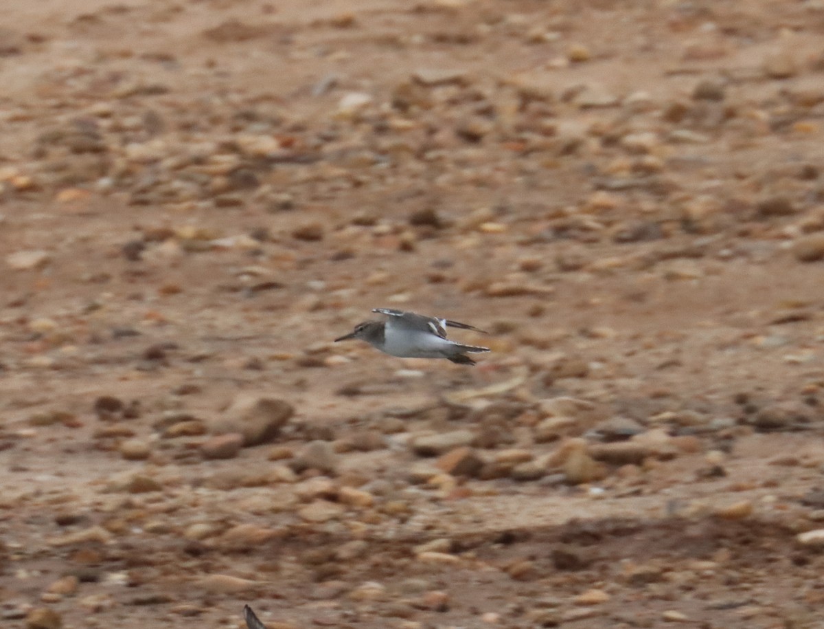 Common Sandpiper - ML624180506