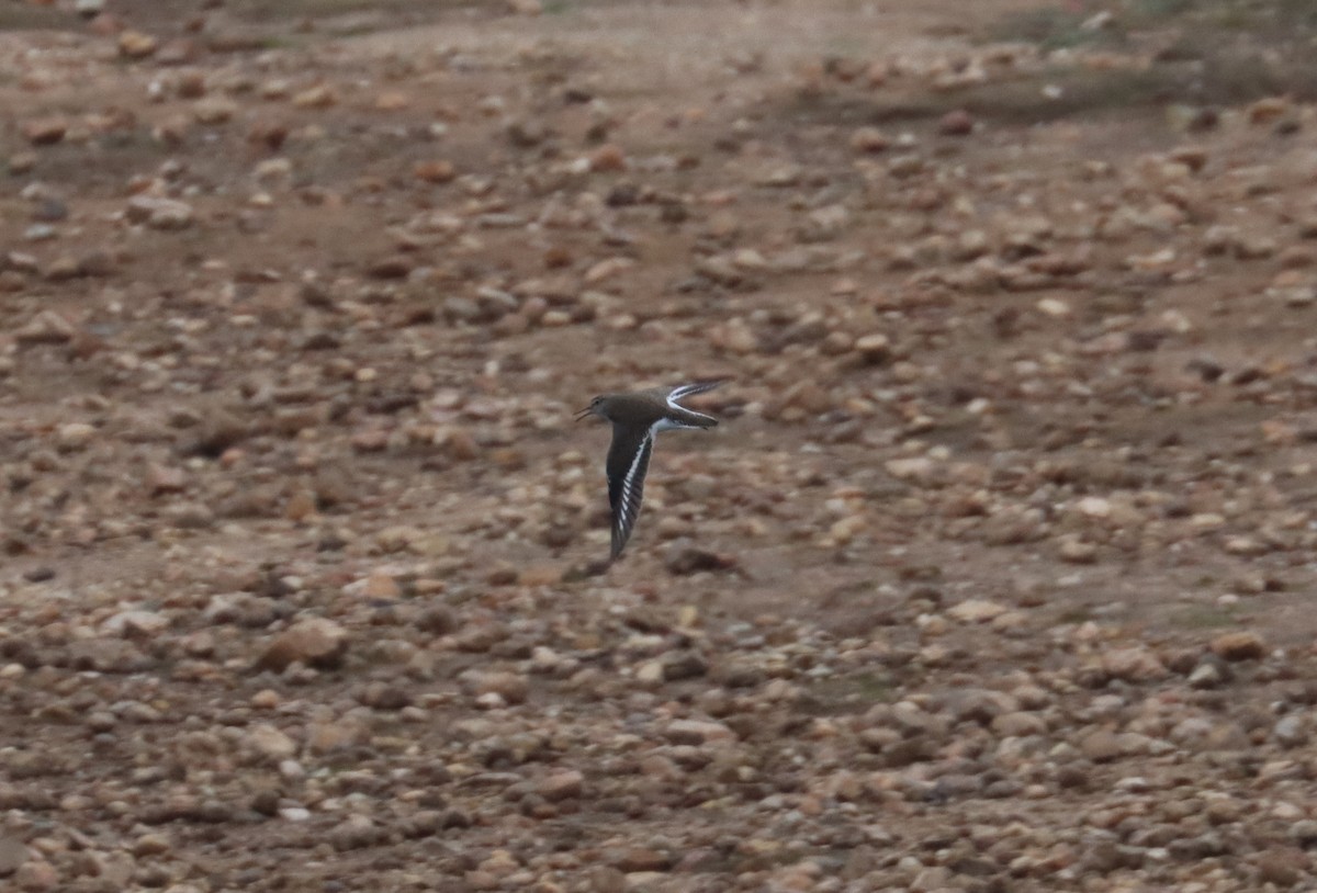 Common Sandpiper - ML624180508