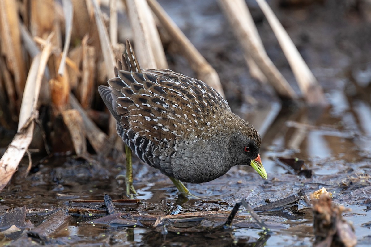 Australian Crake - John Hurrell