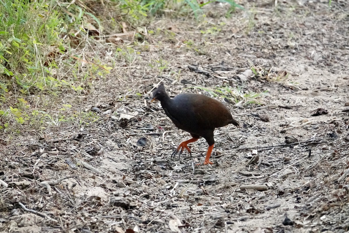 Orange-footed Megapode - ML624180518