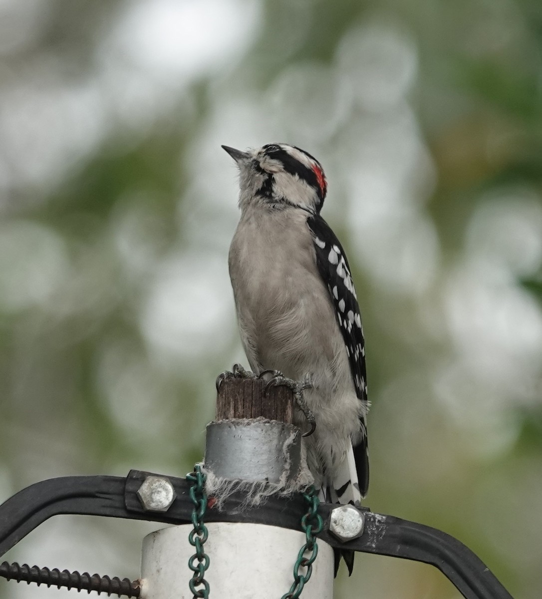 Downy Woodpecker - ML624180519