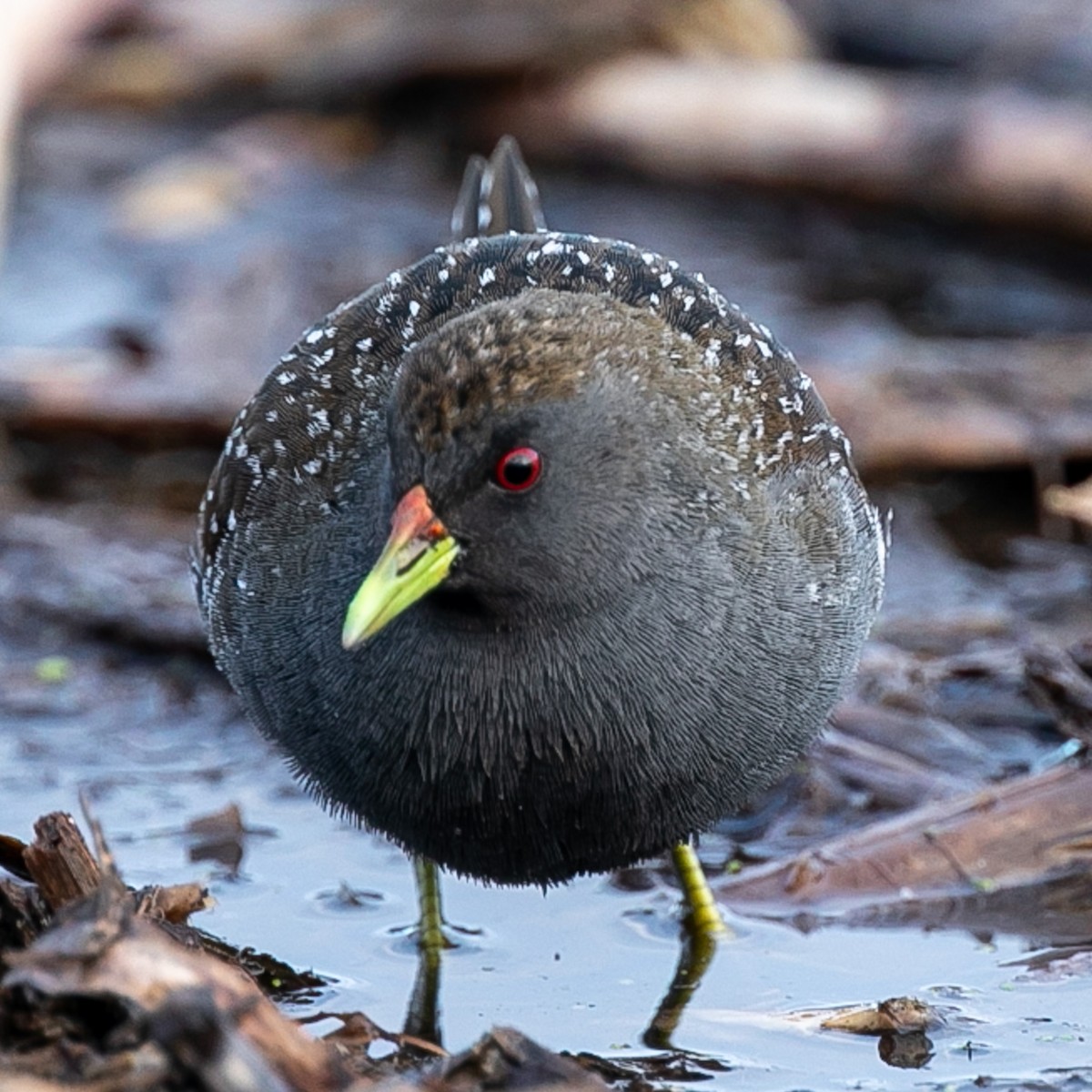 Australian Crake - John Hurrell