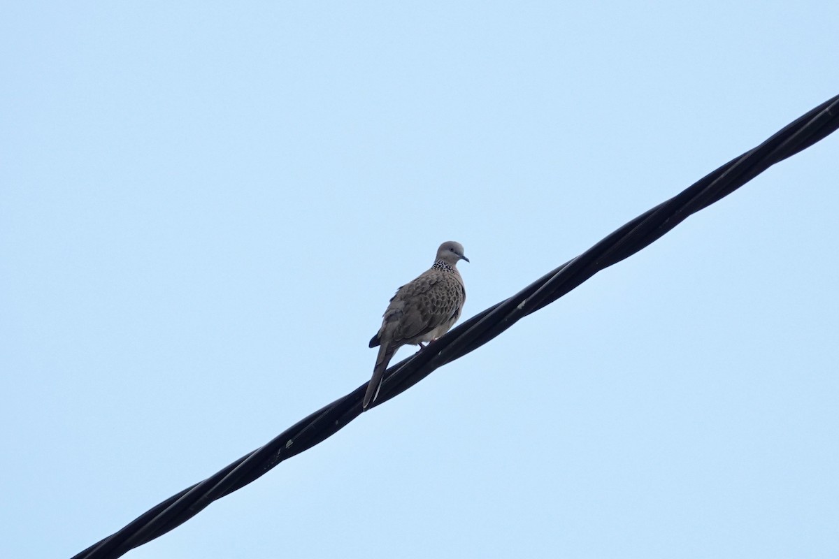 Spotted Dove - ML624180524