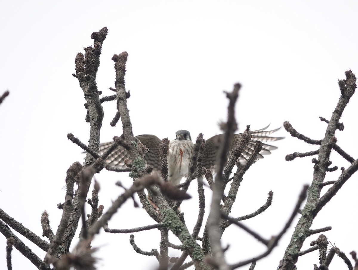 American Kestrel - ML624180535