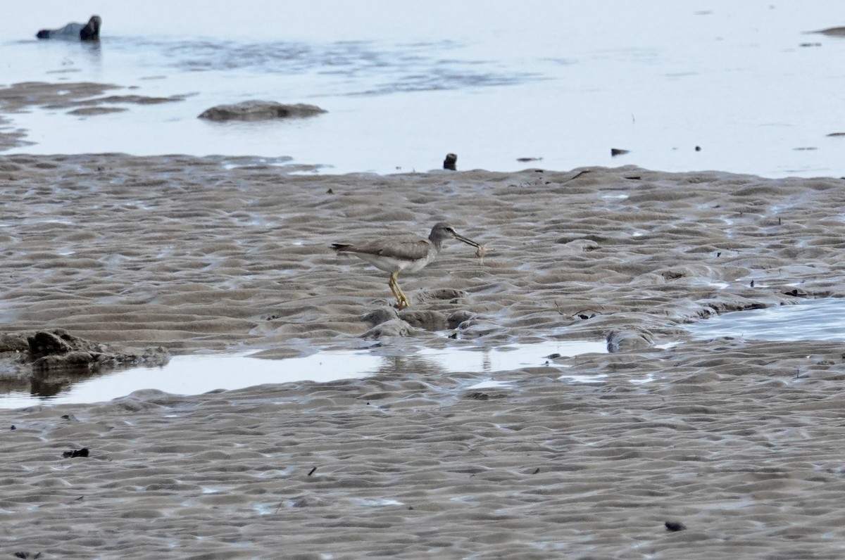 Gray-tailed Tattler - Sophie Bérubé