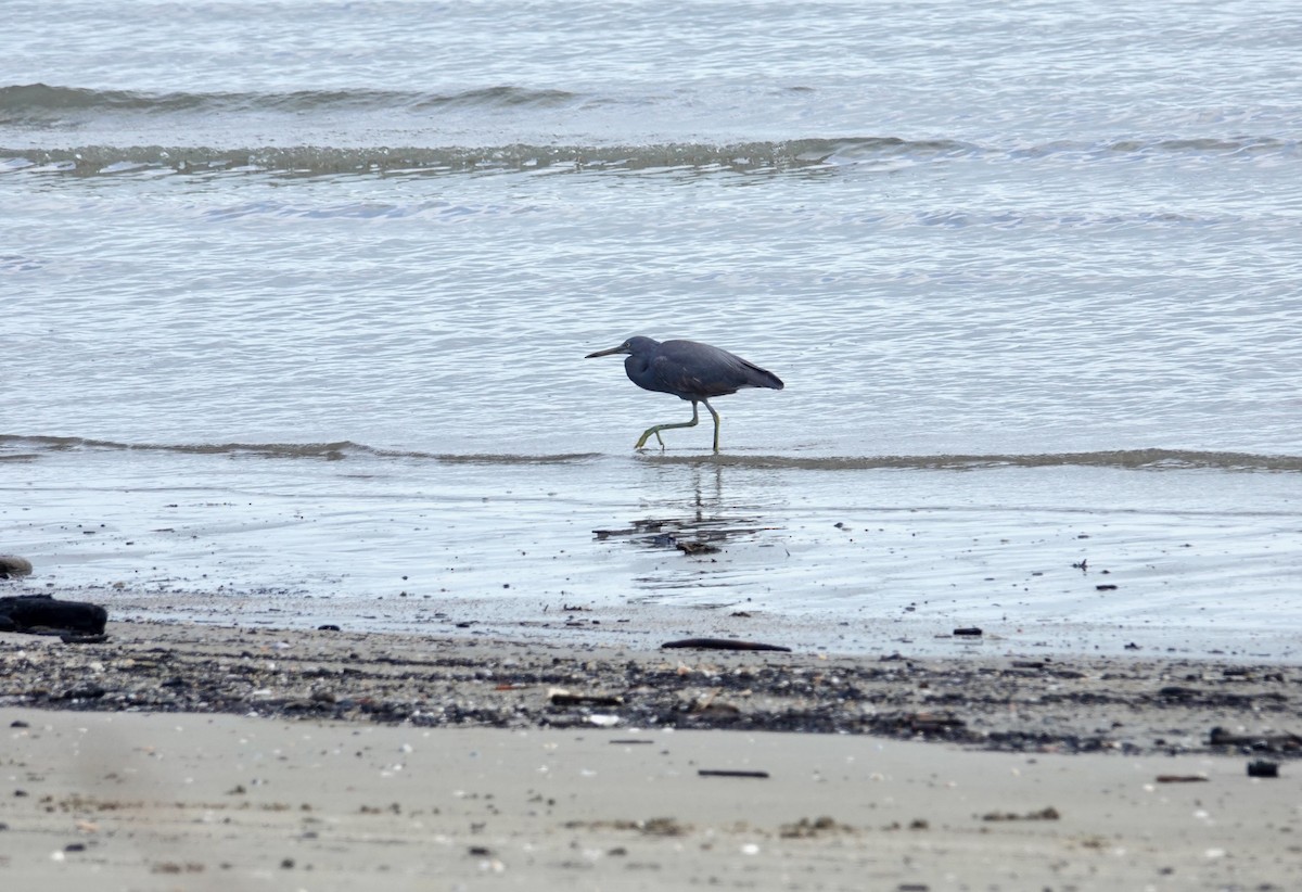 Pacific Reef-Heron - ML624180565