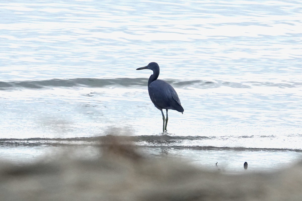 Pacific Reef-Heron - ML624180566