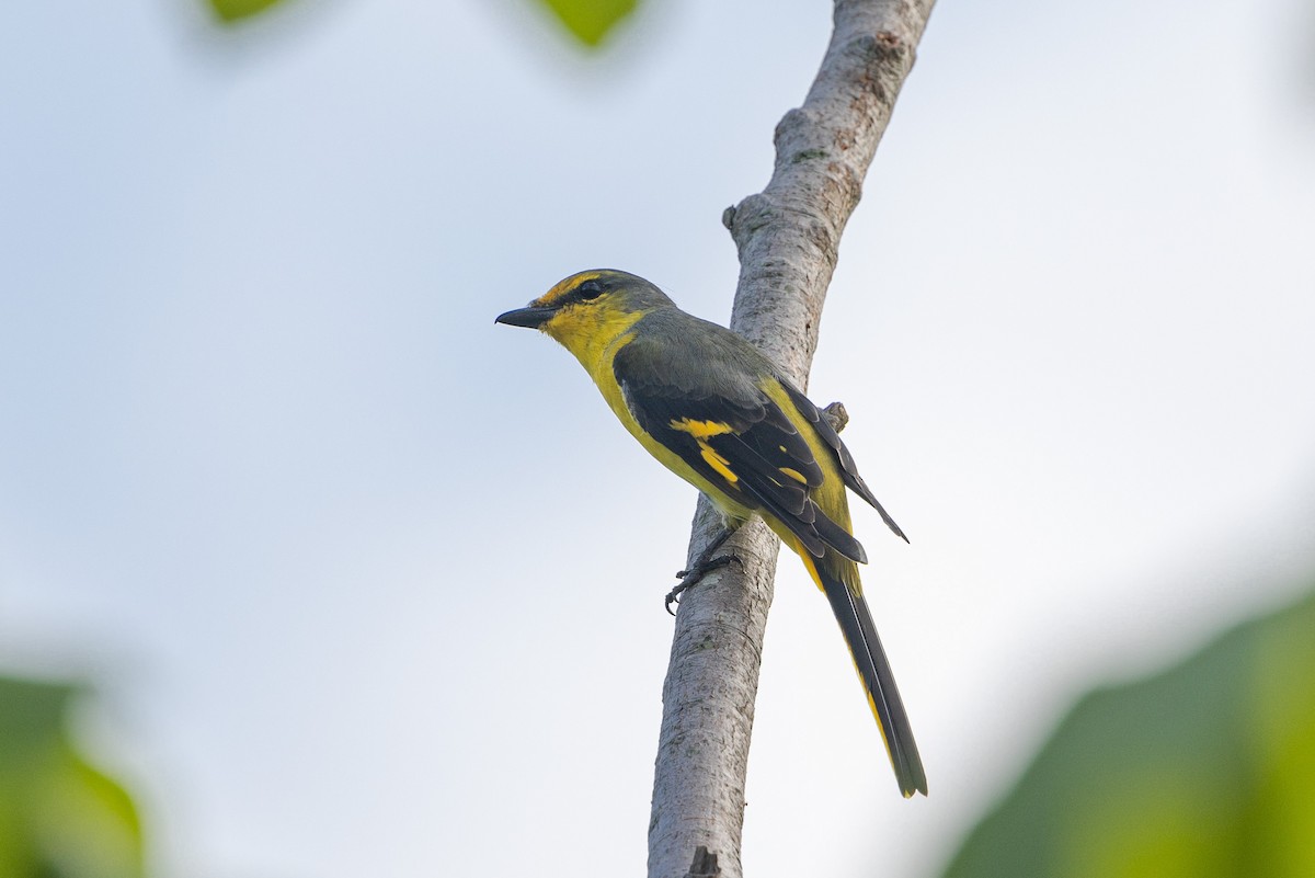 Scarlet Minivet (Scarlet) - Kalvin Chan