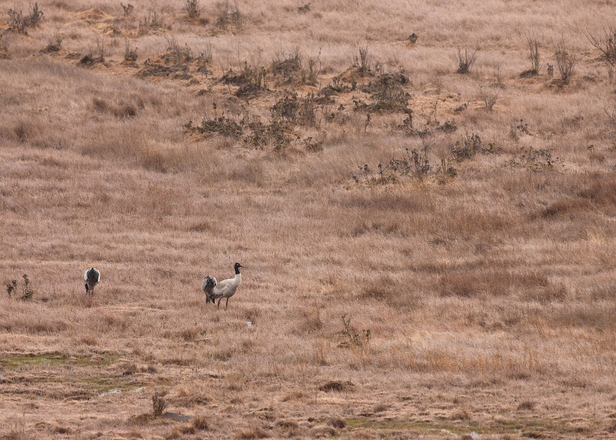 Black-necked Crane - ML624180587