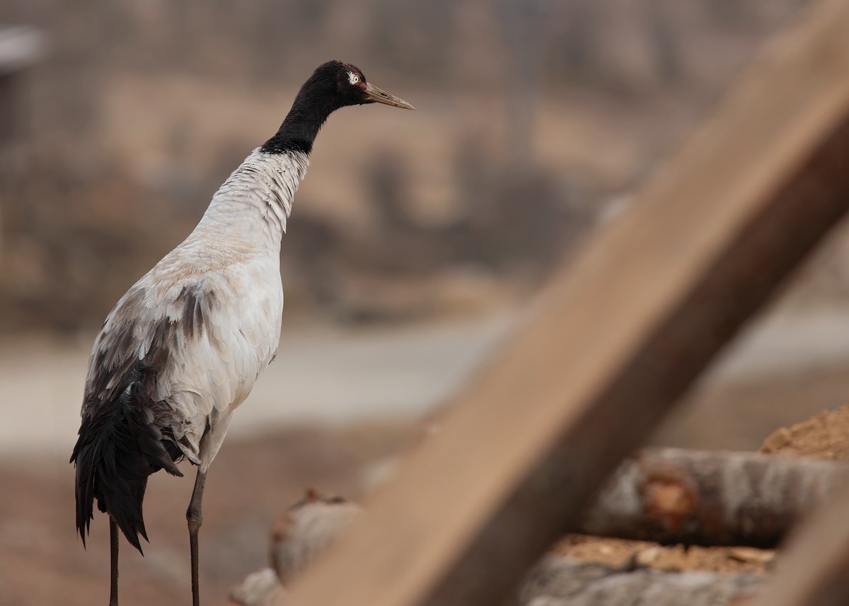 Black-necked Crane - ML624180588