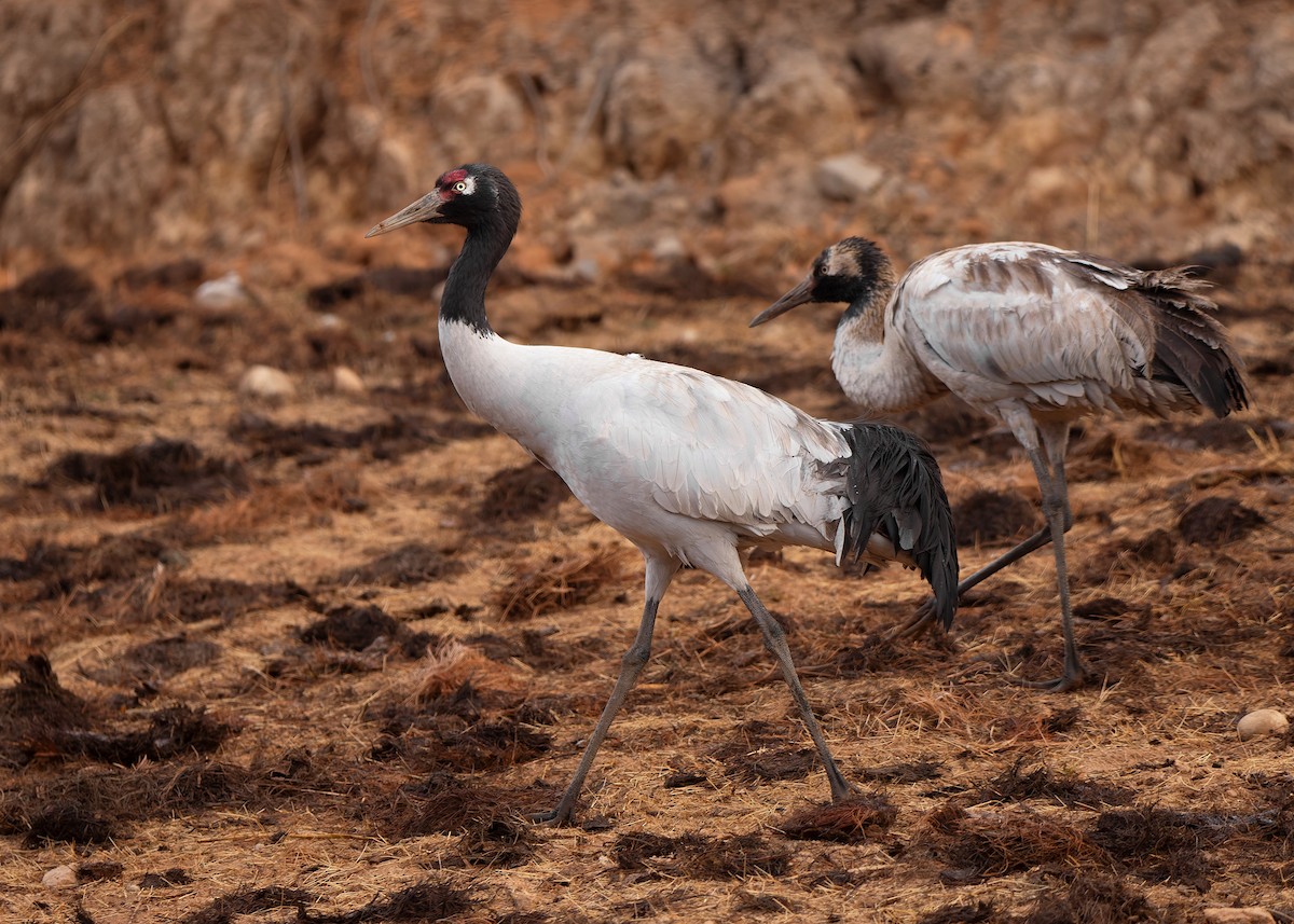 Black-necked Crane - ML624180589