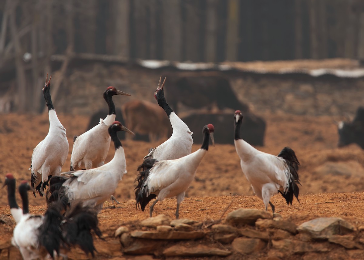 Black-necked Crane - ML624180593