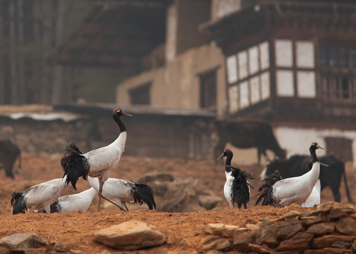 Black-necked Crane - ML624180594