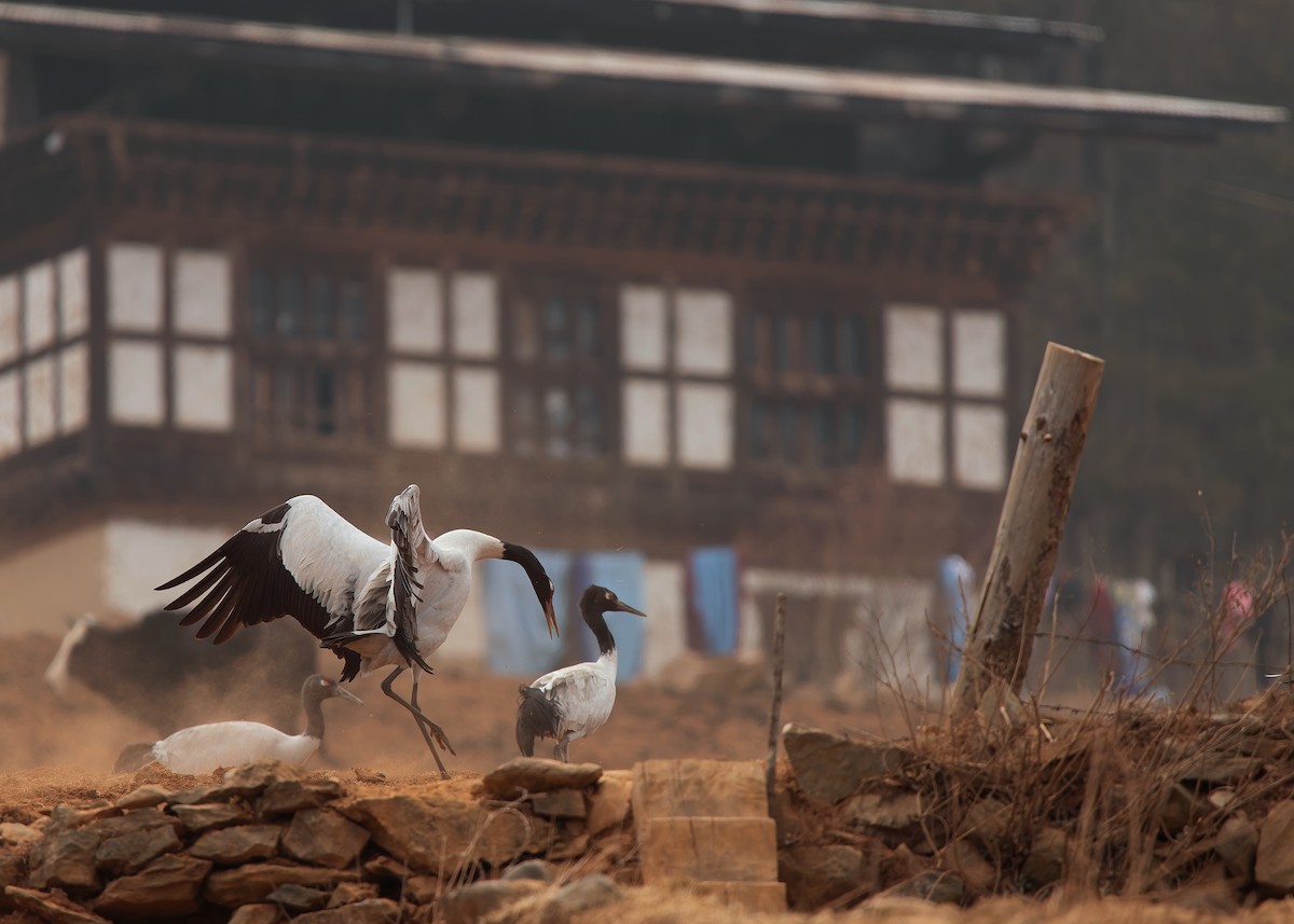 Black-necked Crane - ML624180595