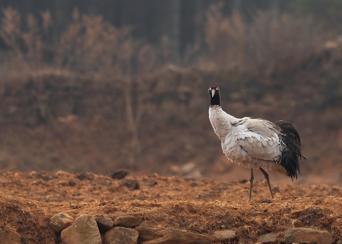 Black-necked Crane - ML624180597