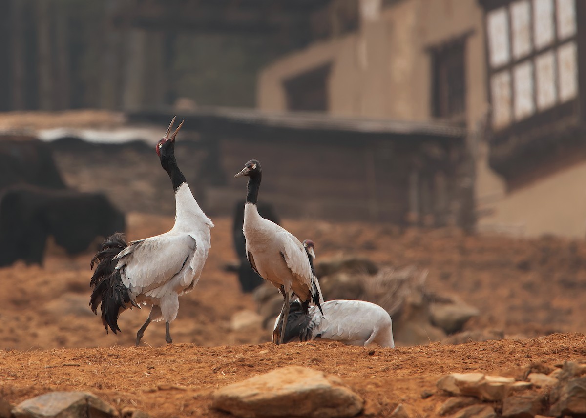 Black-necked Crane - ML624180601