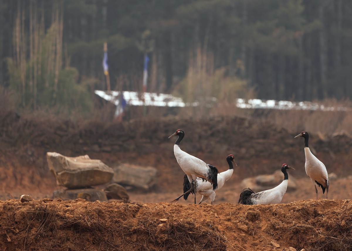 Black-necked Crane - Ayuwat Jearwattanakanok