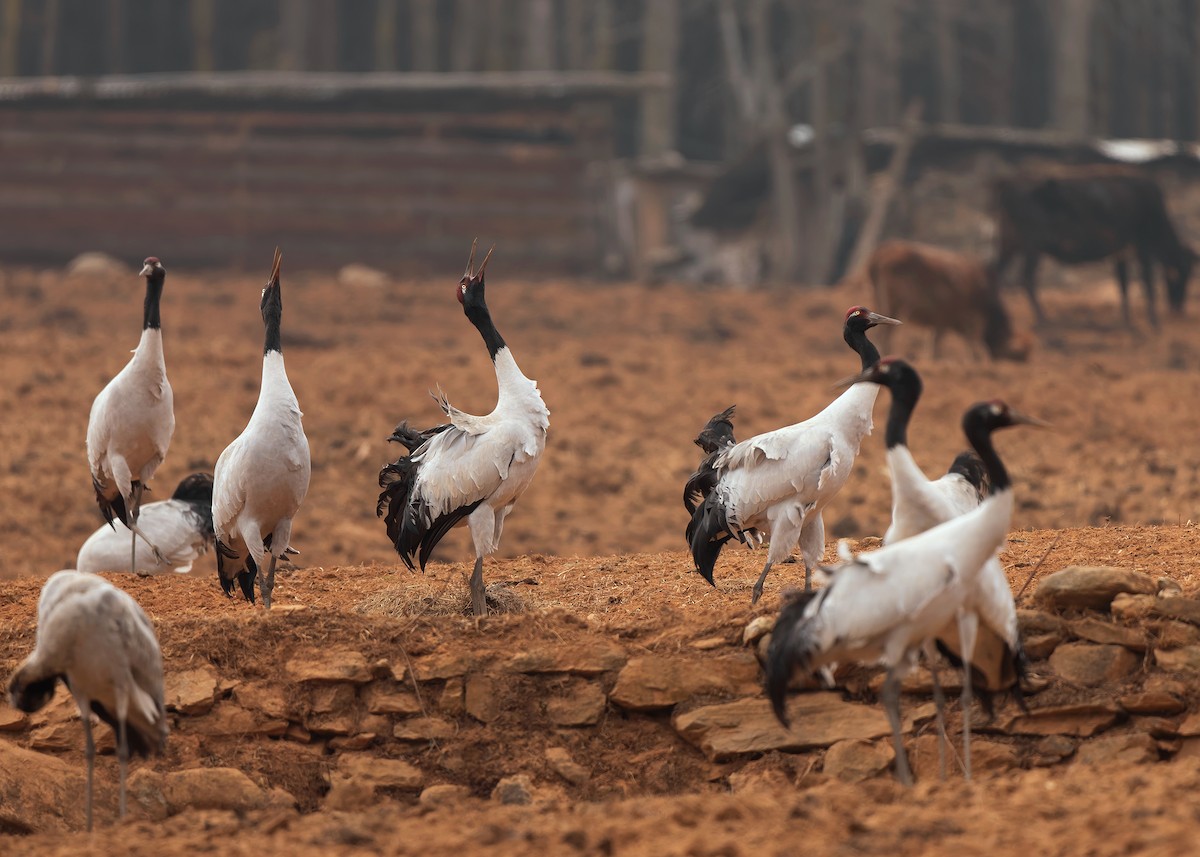 Black-necked Crane - ML624180604