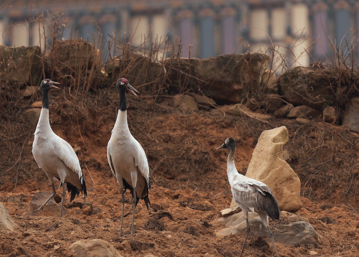 Black-necked Crane - Ayuwat Jearwattanakanok