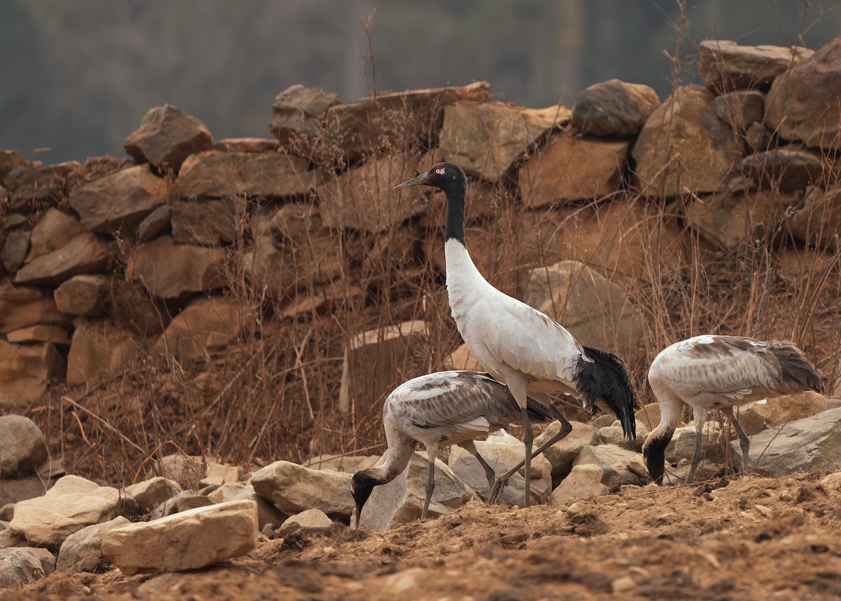 Black-necked Crane - ML624180607